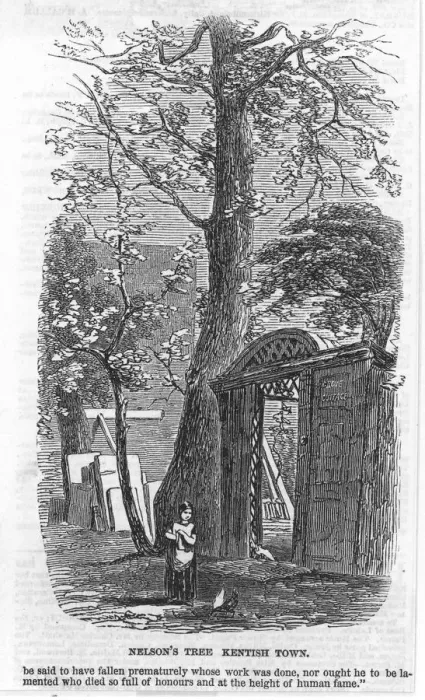 Framed Print : Nelson / Tree / Kentish Town Framed Print : Nelson / Tree / Kentish Town