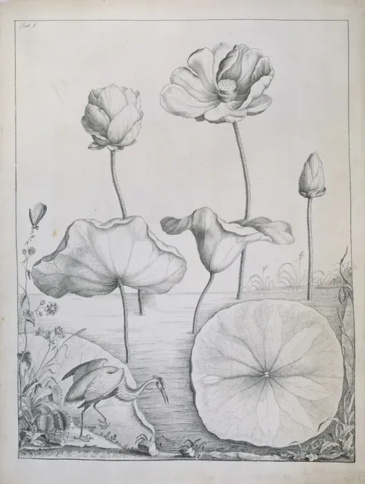 Framed Print : Nelumbo lutea, American lotus & Dionaea muscipula, venus fly Framed Print : Nelumbo lutea, American lotus & Dionaea muscipula, venus fly
