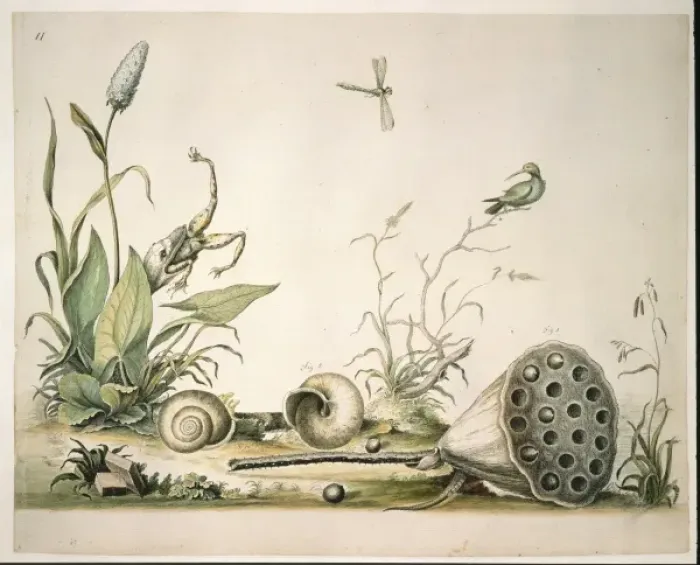 Framed Print : Nelumbo lutea, American lotus and Triodopsis albolabri, snai Framed Print : Nelumbo lutea, American lotus and Triodopsis albolabri, snai