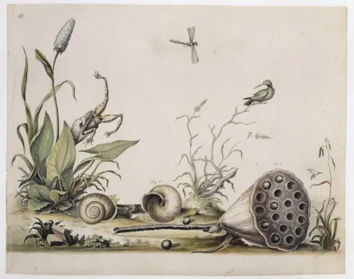 Framed Print : Nelumbo lutea, American lotus and Triodopsis albolabri, snai Framed Print : Nelumbo lutea, American lotus and Triodopsis albolabri, snai