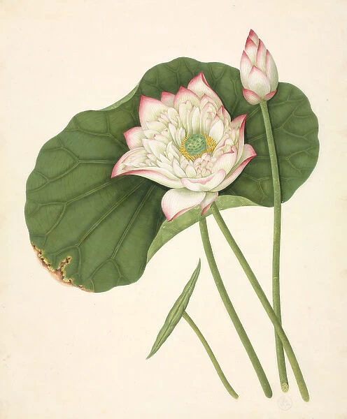 Nelumbo nucifera, Sacred lotus