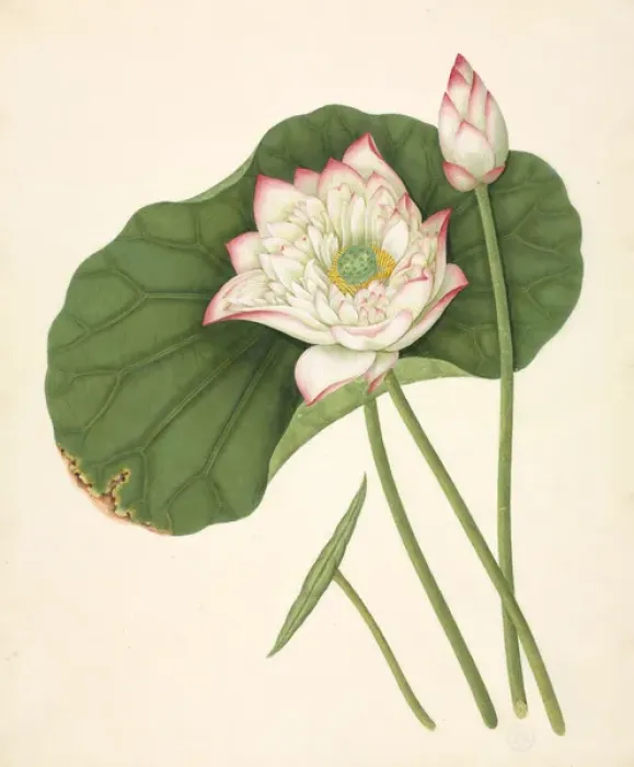 Framed Print : Nelumbo nucifera, Sacred lotus Framed Print : Nelumbo nucifera, Sacred lotus