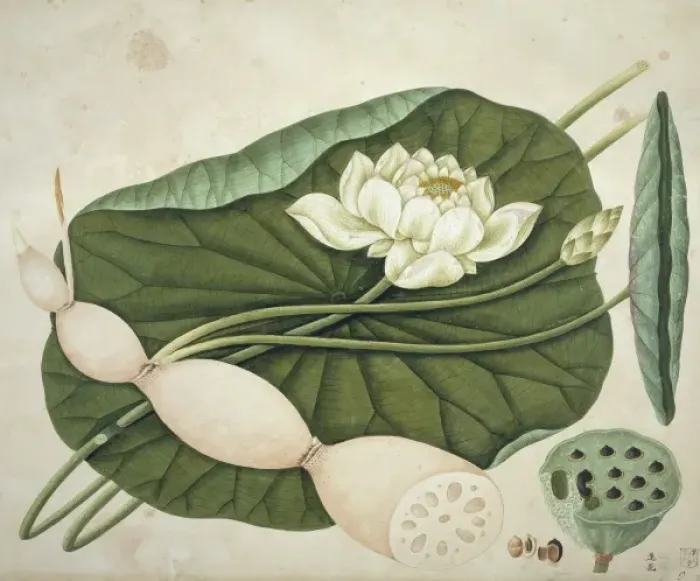 Framed Print : Nelumbo nucifera, sacred lotus Framed Print : Nelumbo nucifera, sacred lotus