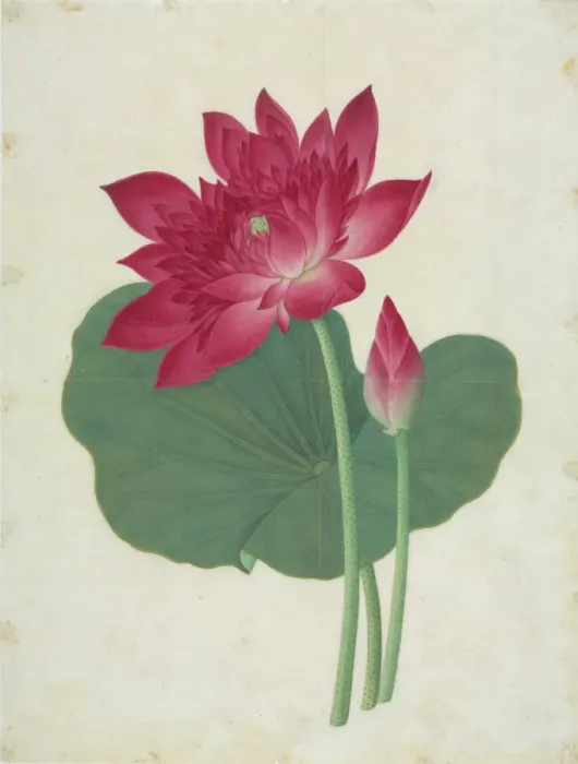 Framed Print : Nelumbo nucifera, sacred lotus Framed Print : Nelumbo nucifera, sacred lotus