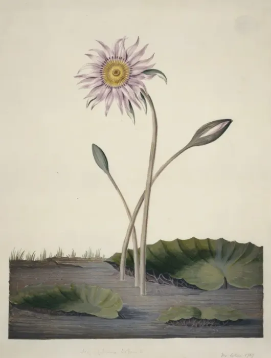 Framed Print : Nelumbo sp. lotus Framed Print : Nelumbo sp. lotus