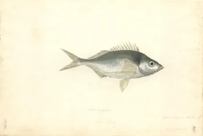 Framed Print : Nemadactylus macropterus, tarakihi Framed Print : Nemadactylus macropterus, tarakihi
