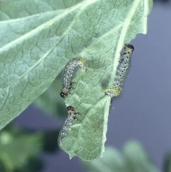 Framed Print : Nematus ribesii, gooseberry sawfly larvae Framed Print : Nematus ribesii, gooseberry sawfly larvae
