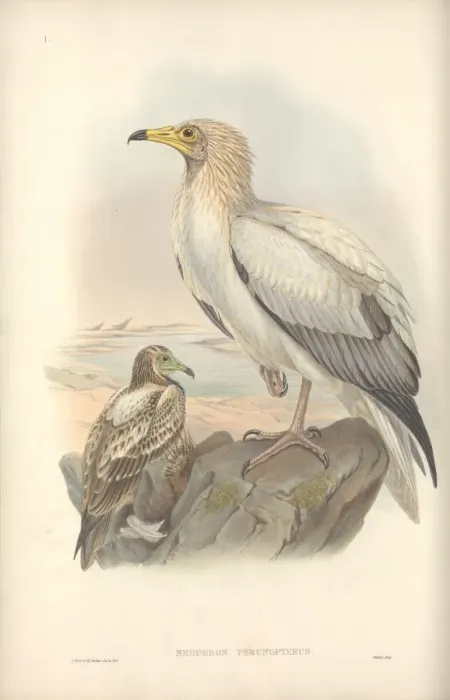 Framed Print : Neophron percnopterus, Egyptian vulture Framed Print : Neophron percnopterus, Egyptian vulture