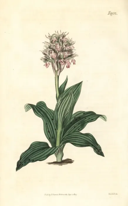Framed Print : Neotinea lactea orchid Framed Print : Neotinea lactea orchid