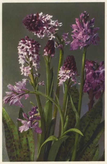 Framed Print : Neotinea ustulata - burnt-tip orchid Framed Print : Neotinea ustulata - burnt-tip orchid