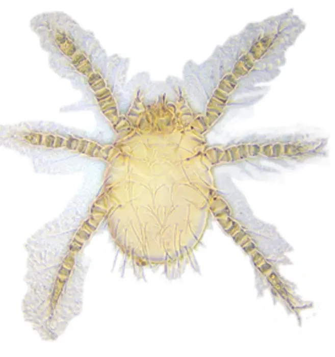 Framed Print : Neotrombicula autumnalis, harvest mite Framed Print : Neotrombicula autumnalis, harvest mite