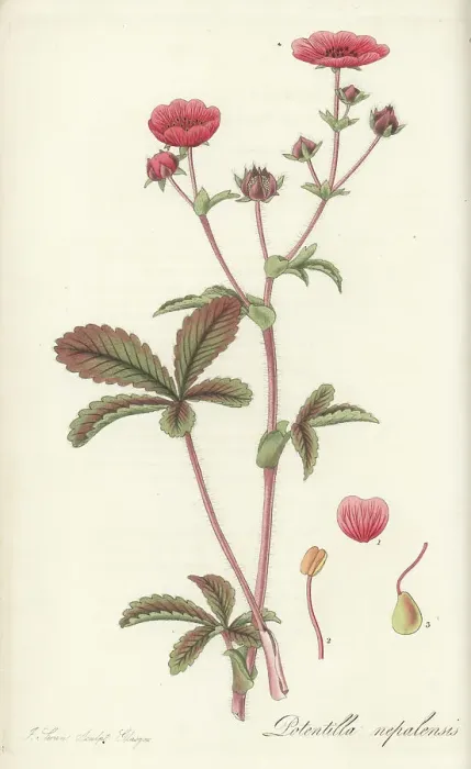 Framed Print : Nepal cinqufoil, Potentilla nepalensis Framed Print : Nepal cinqufoil, Potentilla nepalensis