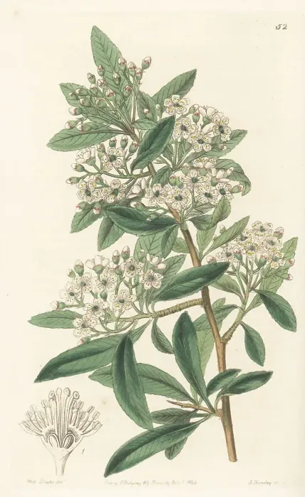 Framed Print : Nepal firethorn, Pyracantha crenulata Framed Print : Nepal firethorn, Pyracantha crenulata