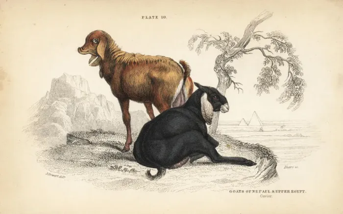Framed Print : Nepal goat and Egyptian goat Framed Print : Nepal goat and Egyptian goat