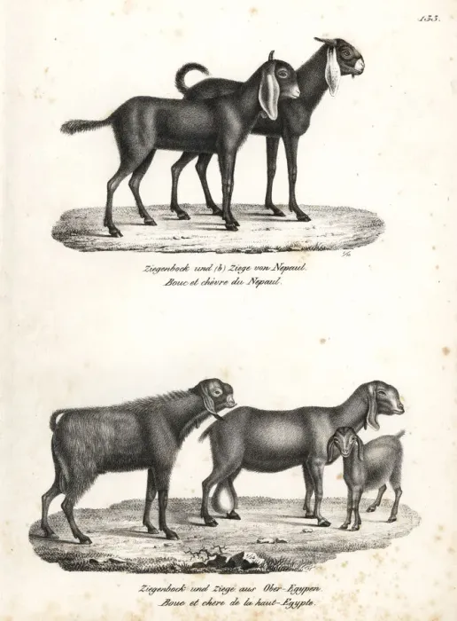Framed Print : Nepal goat and Egyptian goat Framed Print : Nepal goat and Egyptian goat