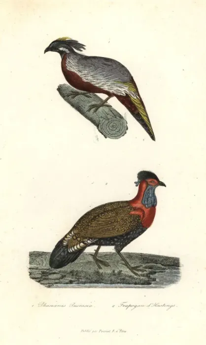 Framed Print : Nepal koklass and western tragopan Framed Print : Nepal koklass and western tragopan