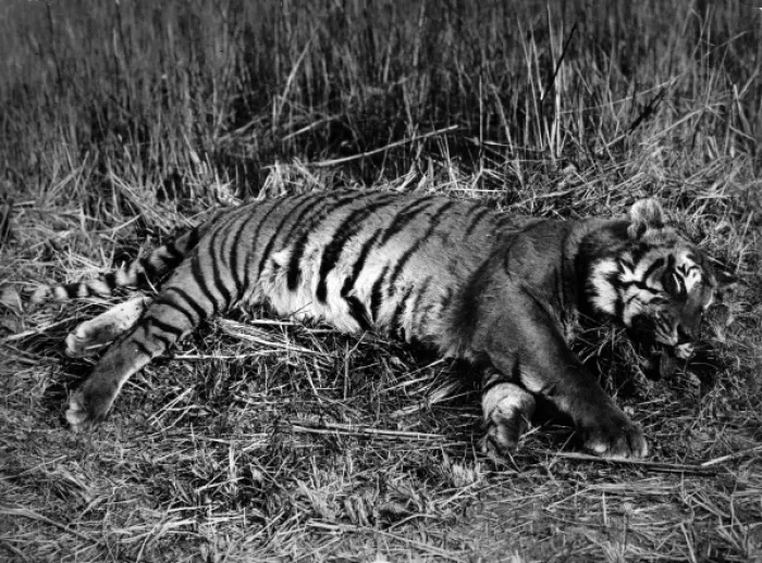 Framed Print : Nepal tiger shot by Maharajah of Nepal Framed Print : Nepal tiger shot by Maharajah of Nepal
