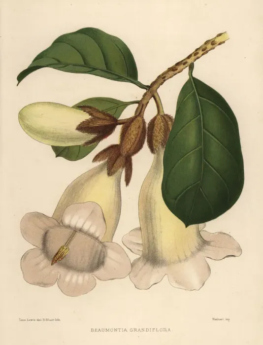 Framed Print : Nepal trumpet flower, Beaumontia grandiflora Framed Print : Nepal trumpet flower, Beaumontia grandiflora