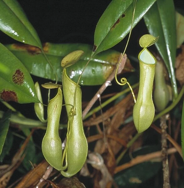 Nepenthes sp. pitcher plant