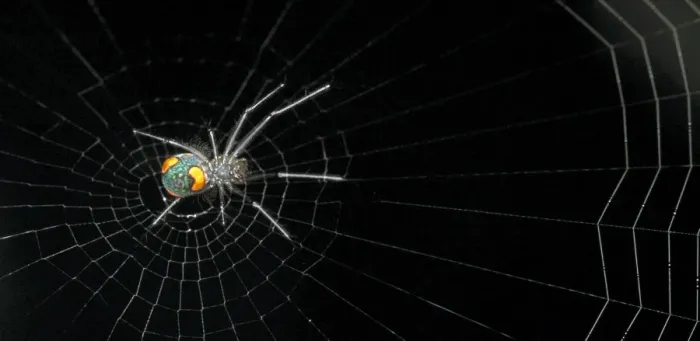 Framed Print : Nephilengys malabarensis, orb-web spider