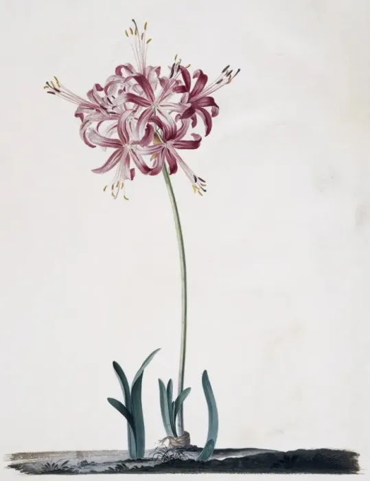 Framed Print : Nerine sarniensis, Guernsey lily Framed Print : Nerine sarniensis, Guernsey lily