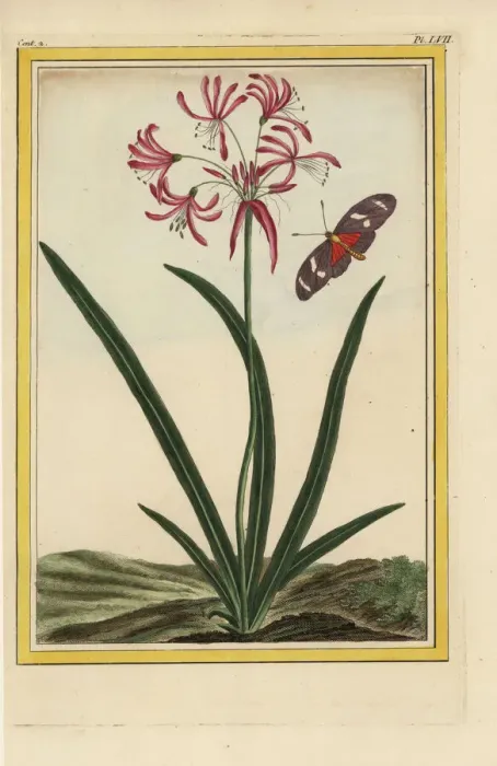 Framed Print : Nerine undulata Framed Print : Nerine undulata