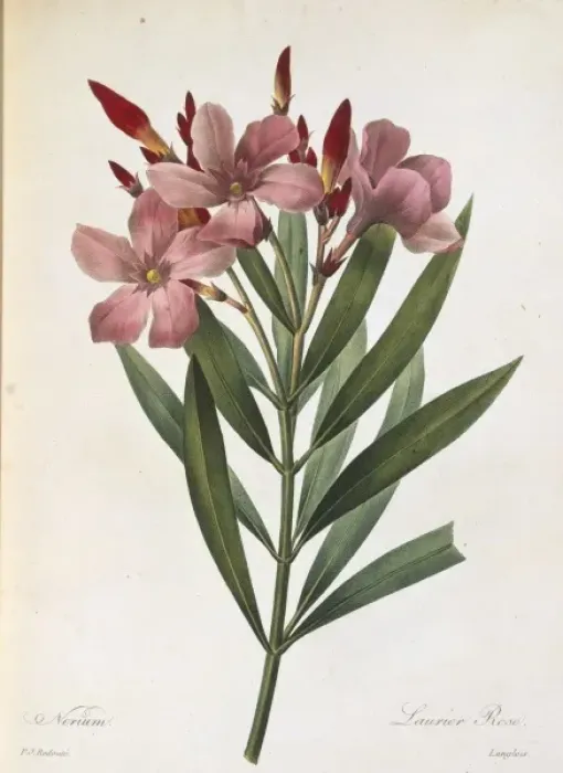 Framed Print : Nerium oleander, oleander Framed Print : Nerium oleander, oleander