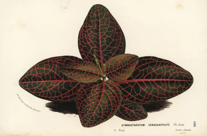 Framed Print : Nerve plant or mosaic plant, Fittonia albivenis Framed Print : Nerve plant or mosaic plant, Fittonia albivenis