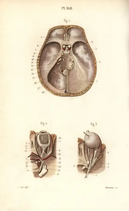 Framed Print : Nerves in the skull and to the eye Framed Print : Nerves in the skull and to the eye