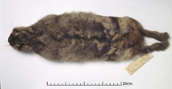 Nesolagus netscheri, Sumatran rabbit