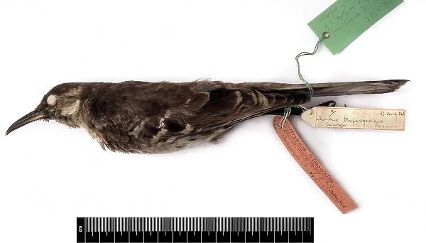 Nesomimus trifasciatus, Charles mockingbird
