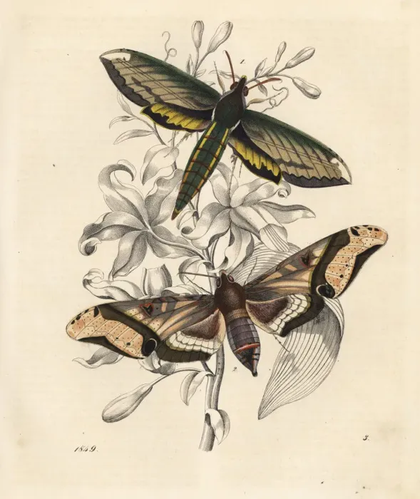 Framed Print : Nessus sphinx, Amphion floridensis 1 Framed Print : Nessus sphinx, Amphion floridensis 1