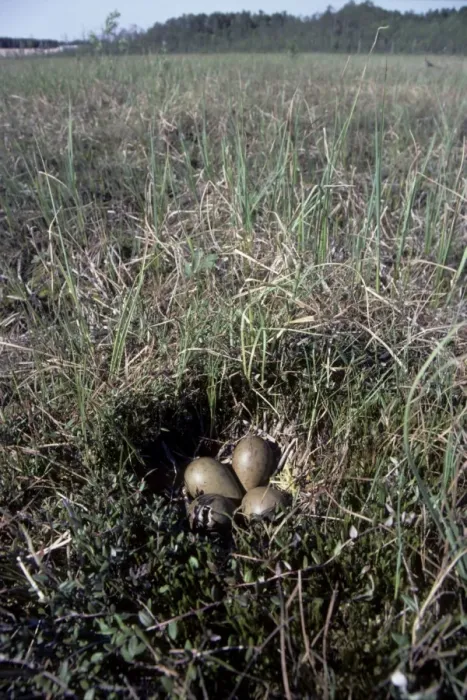 Framed Print : Nest of Black-tailed Godwit - one egg is hatching Framed Print : Nest of Black-tailed Godwit - one egg is hatching