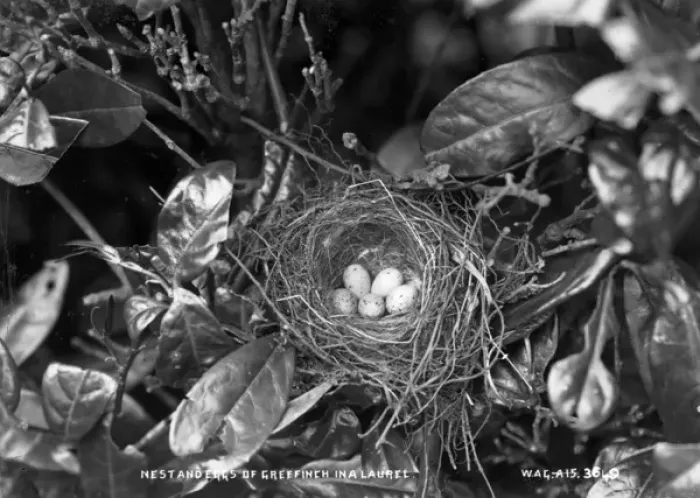 Framed Print : Nest and Eggs of Greenfinch in a Laurel Framed Print : Nest and Eggs of Greenfinch in a Laurel