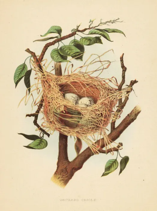 Framed Print : Nest and eggs of the orchard oriole, Icterus spurius Framed Print : Nest and eggs of the orchard oriole, Icterus spurius