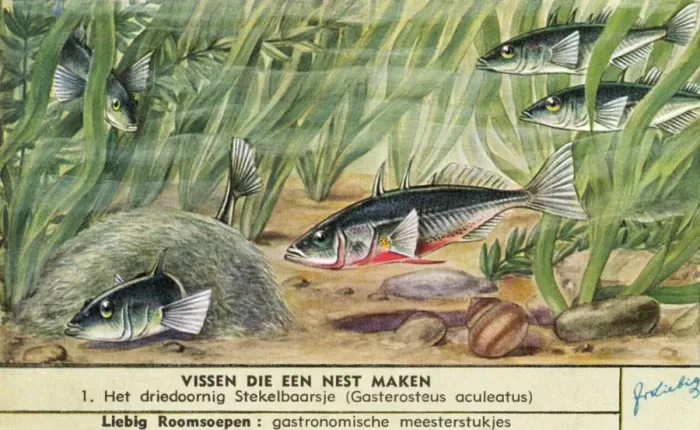 Framed Print : Nest-Making Fish - 1 Framed Print : Nest-Making Fish - 1