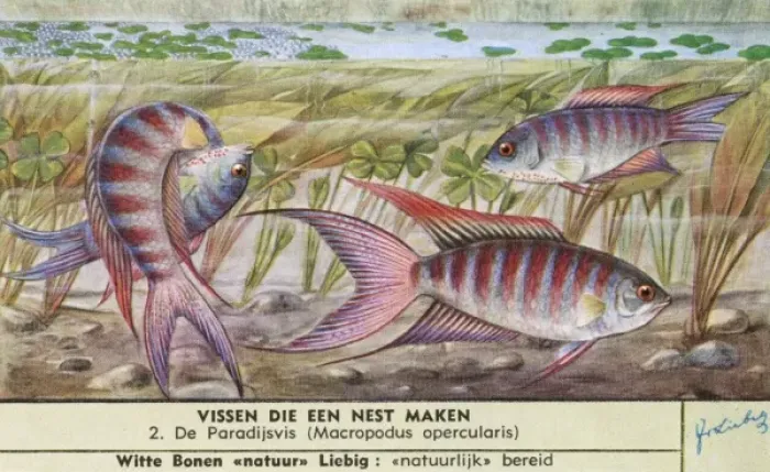 Framed Print : Nest-Making Fish - 2 Framed Print : Nest-Making Fish - 2