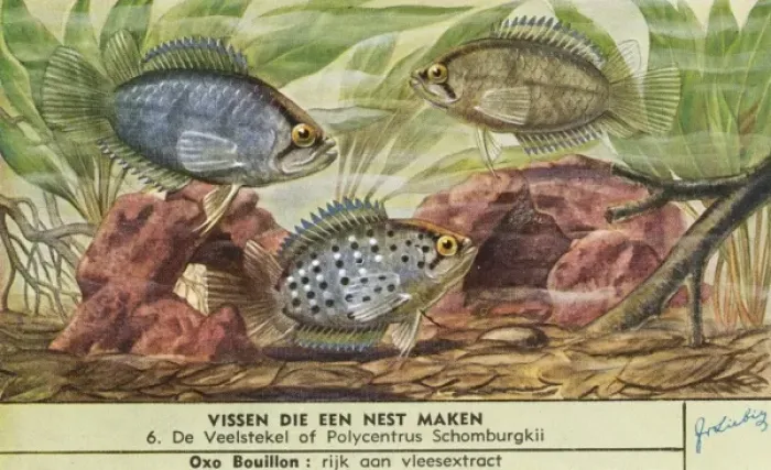 Framed Print : Nest-Making Fish - 6 Framed Print : Nest-Making Fish - 6