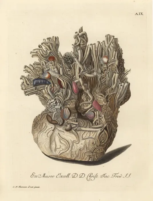 Framed Print : Nest of sponge coral, Halcyonium durum, Geodia cydonium? Framed Print : Nest of sponge coral, Halcyonium durum, Geodia cydonium?