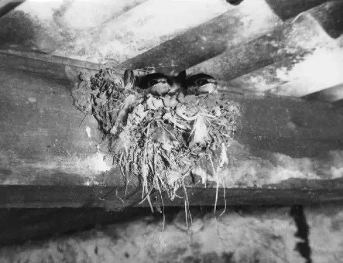 Framed Print : Nest of Swallows Framed Print : Nest of Swallows