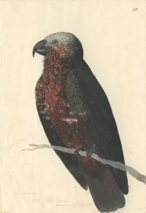 Framed Print : Nestor meridionalis, South Island kaka Framed Print : Nestor meridionalis, South Island kaka
