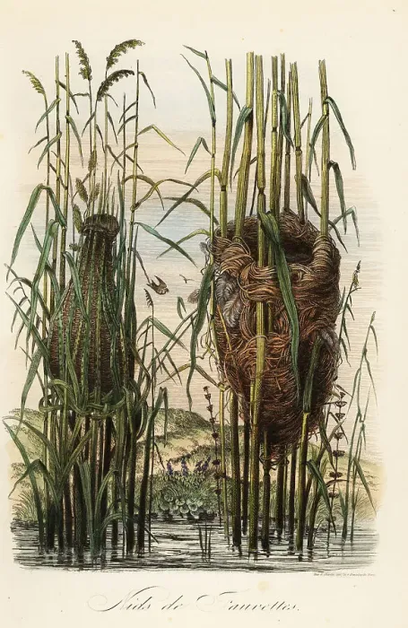 Framed Print : Nests of the streaked fantail warbler and reed warbler Framed Print : Nests of the streaked fantail warbler and reed warbler