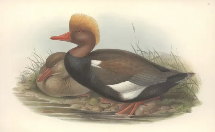 Framed Print : Netta rufina, red-crested pochard Framed Print : Netta rufina, red-crested pochard