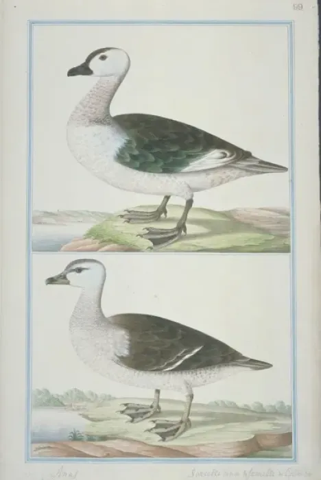 Framed Print : Nettapus coromandelianus, cotton teal Framed Print : Nettapus coromandelianus, cotton teal
