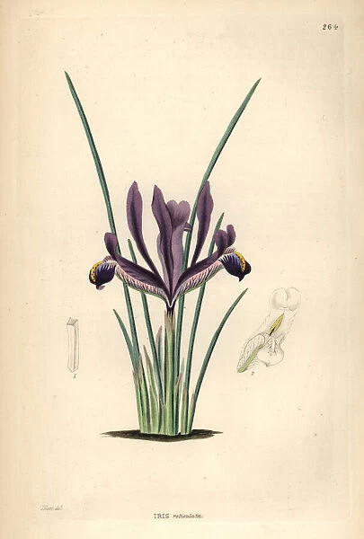 Netted iris, Iris reticulata