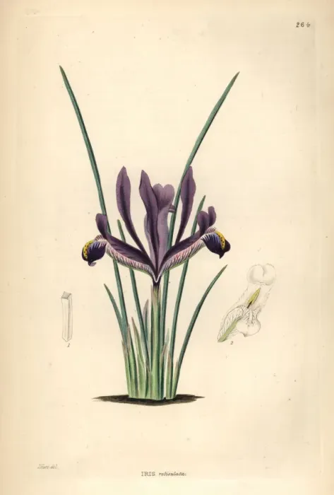 Framed Print : Netted iris, Iris reticulata Framed Print : Netted iris, Iris reticulata