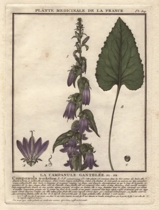 Framed Print : Nettle-leaved bellflower, Campanula trachelium Framed Print : Nettle-leaved bellflower, Campanula trachelium
