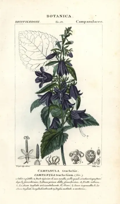 Framed Print : Nettle-leaved bellflower, Campanula trachelium Framed Print : Nettle-leaved bellflower, Campanula trachelium
