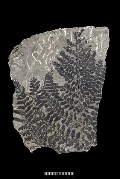 Neuropteris heterophylla, fossil plant