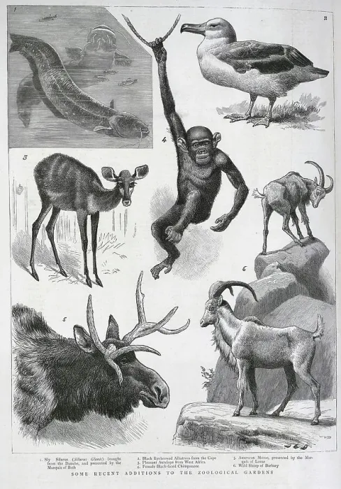 Framed Print : New Additions to Zoological Gardens, London Framed Print : New Additions to Zoological Gardens, London